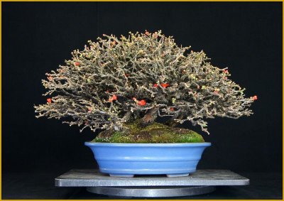 画像3: 長寿梅（寄せ植え・中品）