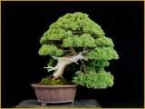 真柏（中品・樹高３３ｃｍ）