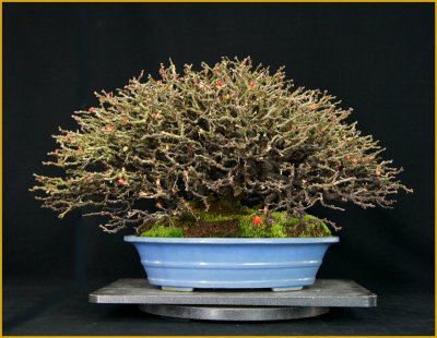 画像1: 長寿梅（寄せ植え・中品）