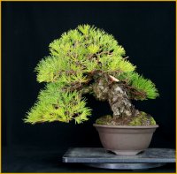 黒松（樹高３５cm）