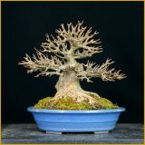 楓（樹高２０cm）