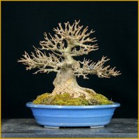 楓（樹高２０cm）