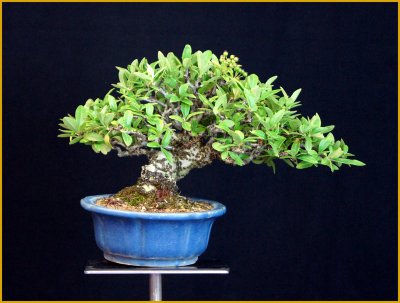 画像1: タチバナモドキ（樹高１６cm）