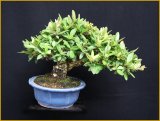 タチバナモドキ（樹高１６cm）