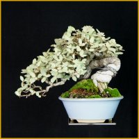 寒ぐみ（半懸崖・樹高２２ｃｍ）