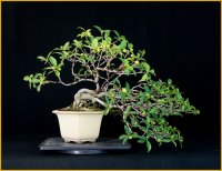 イヌビワ（樹高３７cm）