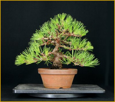 画像1: 黒松（樹高２５cm）