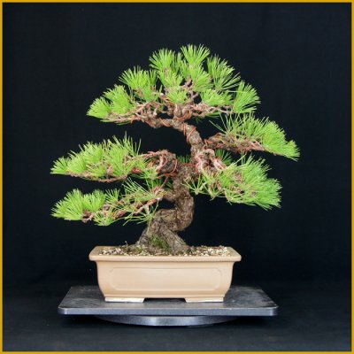 画像1: 黒松（中品・樹高３９．５cm）