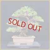 黒松（中品・樹高３７cm）