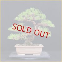 黒松（中品・樹高３７cm）