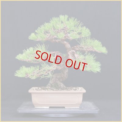 画像1: 黒松（中品・樹高３７cm）