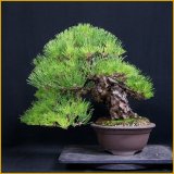 黒松（樹高３５cm）
