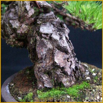 画像2: 黒松（樹高３５cm）