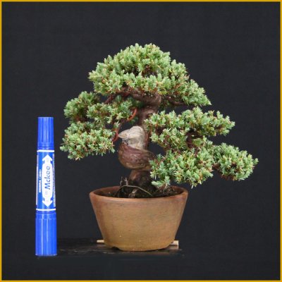 画像3: ソナレ・磯馴（樹高１６cm）