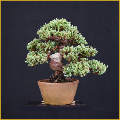 画像1: ソナレ・磯馴（樹高１６cm）