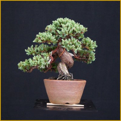 画像2: ソナレ・磯馴（樹高１６cm）