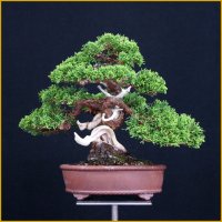 真柏（小品・樹高１９cm）