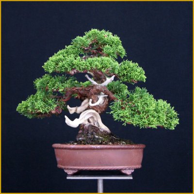 画像1: 真柏（小品・樹高１９cm）