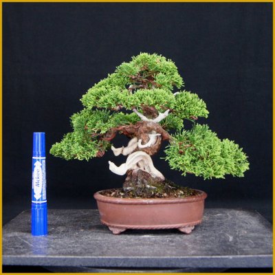 画像3: 真柏（小品・樹高１９cm）
