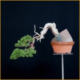 真柏（樹高１７ｃｍ）