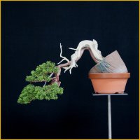 真柏（樹高１７ｃｍ）