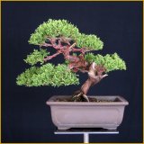 真柏(樹高18.5cm)