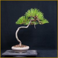 黒松・文人（樹高４６cm）