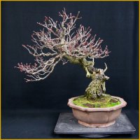 緋梅・斜幹（樹高４６cm）