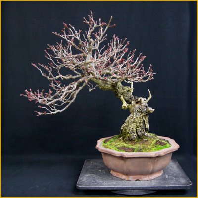 画像1: 緋梅・斜幹（樹高４６cm）