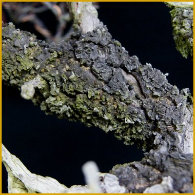 画像2: 緋梅・斜幹（樹高４６cm）