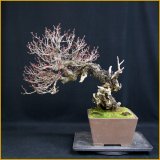 緋梅（樹高４６ｃｍ）