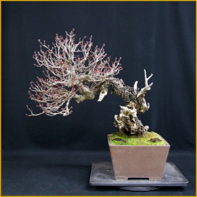 画像1: 緋梅（樹高４６ｃｍ）