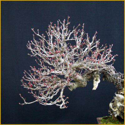 画像2: 緋梅（樹高４６ｃｍ）