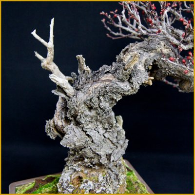 画像3: 緋梅（樹高４６ｃｍ）