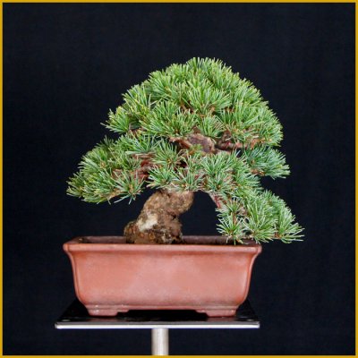 画像2: 五葉松・小品（樹高１４cm）