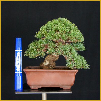 画像1: 五葉松・小品（樹高１４cm）