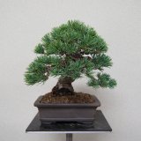 五葉松・小品（樹高１５cm）