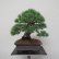 画像1: 五葉松・小品（樹高１５cm） (1)