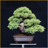 ソナレ・磯馴（樹高１６cm）
