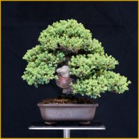 ソナレ・磯馴（樹高１６cm）