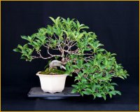イヌビワ（樹高４４cm）