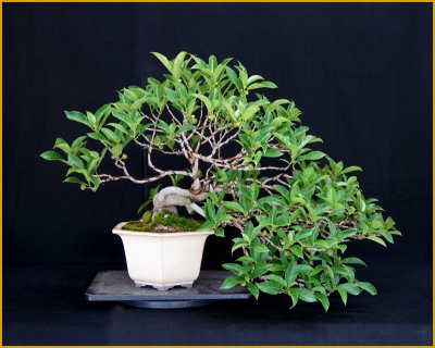 画像1: イヌビワ（樹高４４cm）