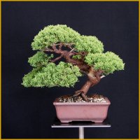 真柏（樹高１９cm）