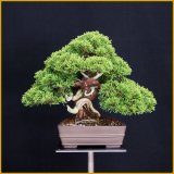真柏（小品・樹高２０cm）