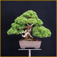真柏（小品・樹高２０cm）