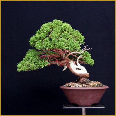 画像1: 真柏（樹高２４cm）