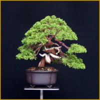 真柏（貴風・樹高２４cm）
