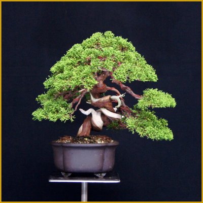 画像1: 真柏（貴風・樹高２４cm）