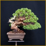 真柏（斜幹・樹高２４cm）