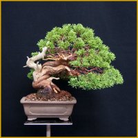 真柏（斜幹・樹高２４cm）